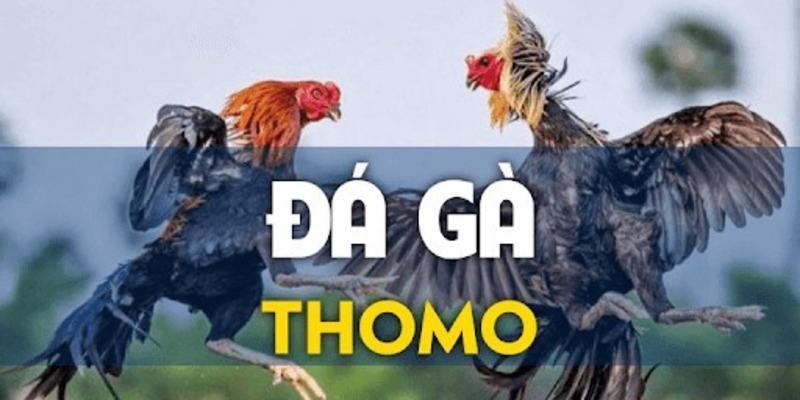 Đá Gà Trực Tiếp Thomo 88