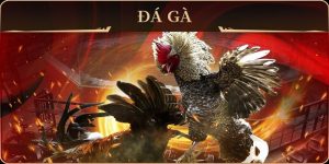 Trực tiếp đá gà c3
