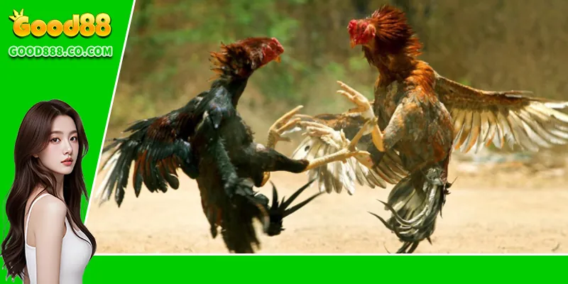 FAQs về đá gà chọi C1