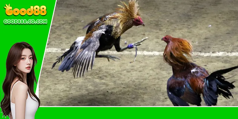 Đá Gà Thomo – Trải Nghiệm Đỉnh Cao Tại Trường Gà Nổi Tiếng FAQs về đá gà Thomo