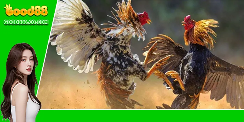 Luật lệ khi tham gia chơi đá gà đòn