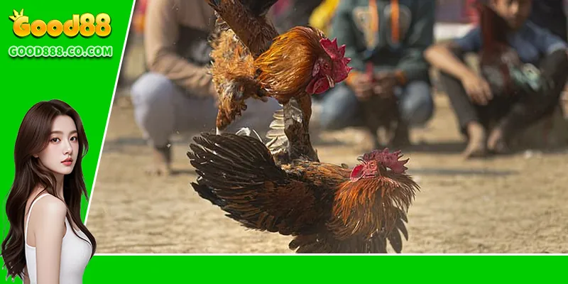 Đá Gà Thomo – Trải Nghiệm Đỉnh Cao Tại Trường Gà Nổi Tiếng Ưu thế khi tham gia đá gà Thomo online